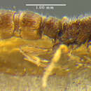 Image of Sphinctomyrmex steinheili Forel 1900