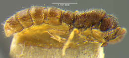 Image of Sphinctomyrmex steinheili Forel 1900