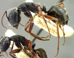 Image of Camponotus