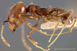 Image of Pheidole caribbaea Wheeler 1911