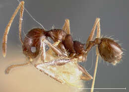 Image of Pheidole caribbaea Wheeler 1911