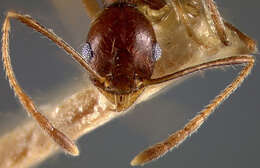 Image of Pheidole caribbaea Wheeler 1911