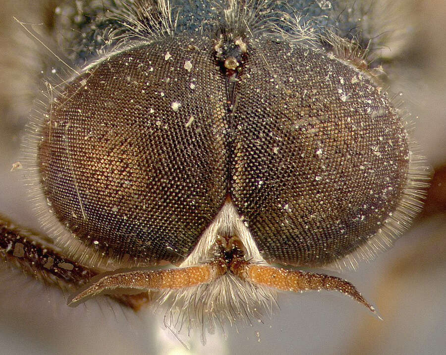 Image of Cyphomyia marginata Loew 1866