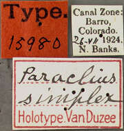 Paraclius simplex Van Duzee 1929 resmi