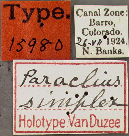 Paraclius simplex Van Duzee 1929 resmi