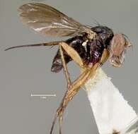 Image of Pelastoneurus fuscipennis Van Duzee 1929