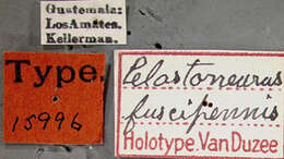 Image of Pelastoneurus fuscipennis Van Duzee 1929