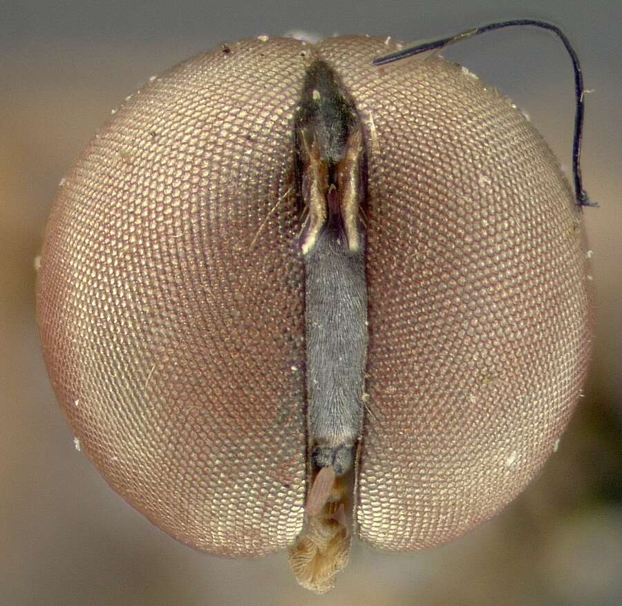 Image of Cephalops mainensis Cresson 1911