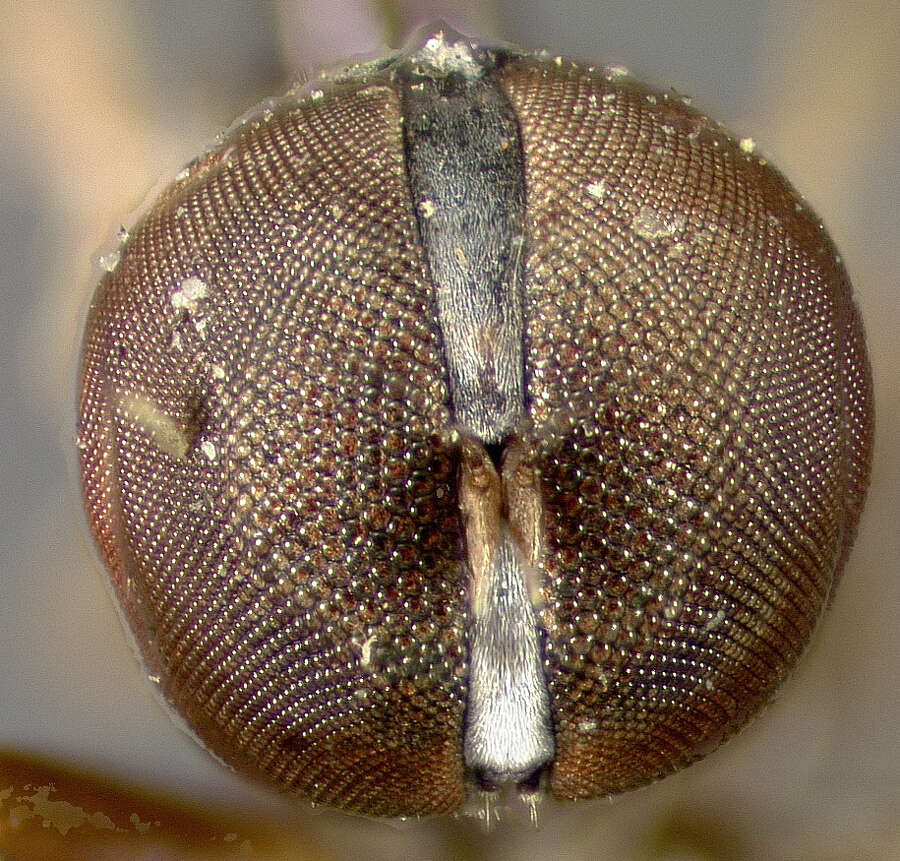 Image of Pipunculus cingulatus Loew 1866