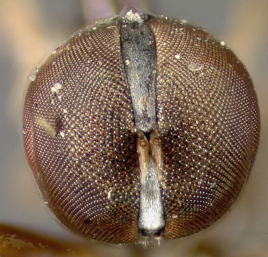 Слика од Pipunculus cingulatus Loew 1866