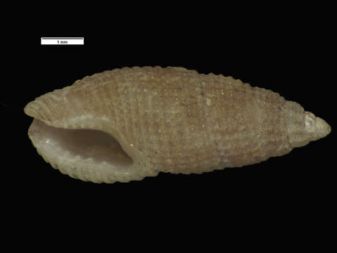 Image of Zetekia gemmulosa (C. B. Adams 1852)