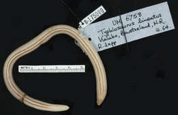 Image of Japp's burrowing skink