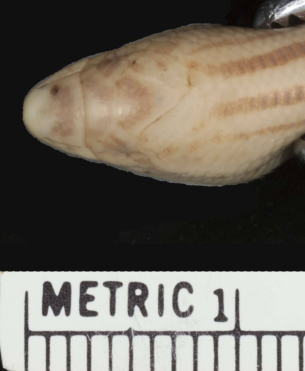 Image of Japp's burrowing skink