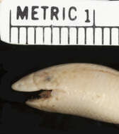 Image of Japp's burrowing skink