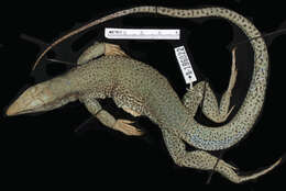 Image of Ameiva ameiva tobagana (Cope 1879)