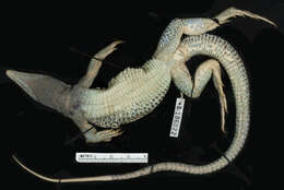 Image of Ameiva ameiva tobagana (Cope 1879)