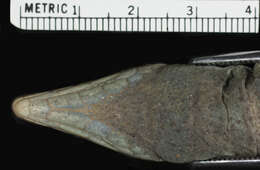 Image of Ameiva ameiva tobagana (Cope 1879)