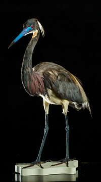 Image of Tricolored Heron