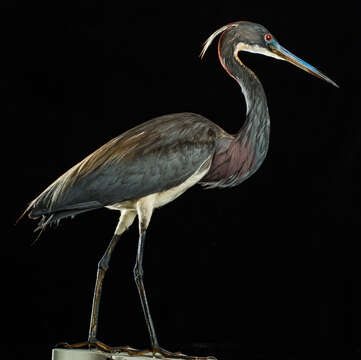 Image of Tricolored Heron