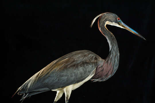 Image of Tricolored Heron