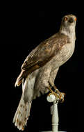 Image of Eurasian Goshawk