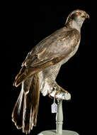 Image of Eurasian Goshawk