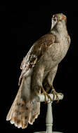 Image of Eurasian Goshawk