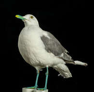 Imagem de Larus canus Linnaeus 1758