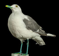 Imagem de Larus canus Linnaeus 1758