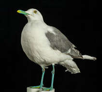 Imagem de Larus canus Linnaeus 1758