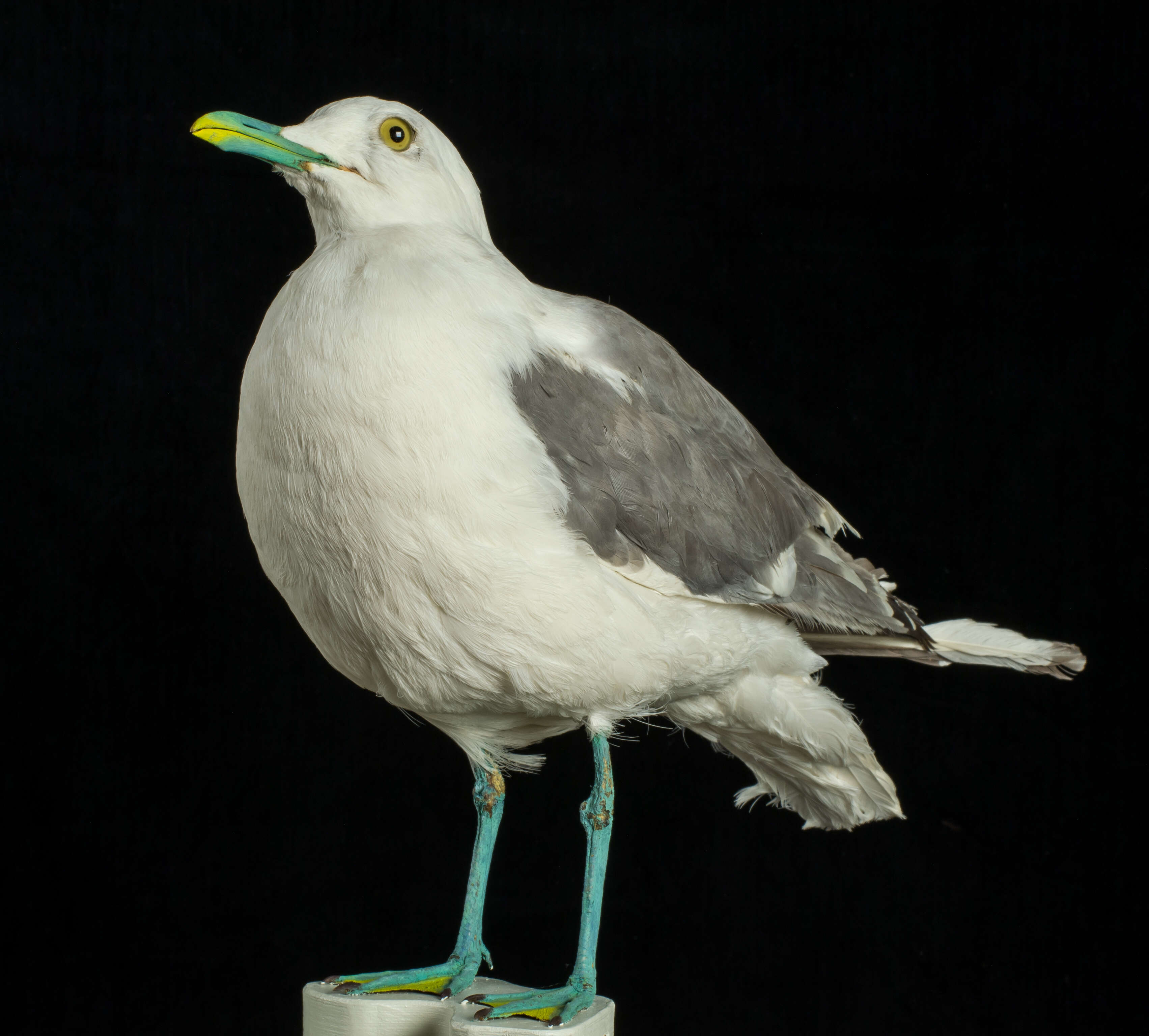 Image of Common Gull