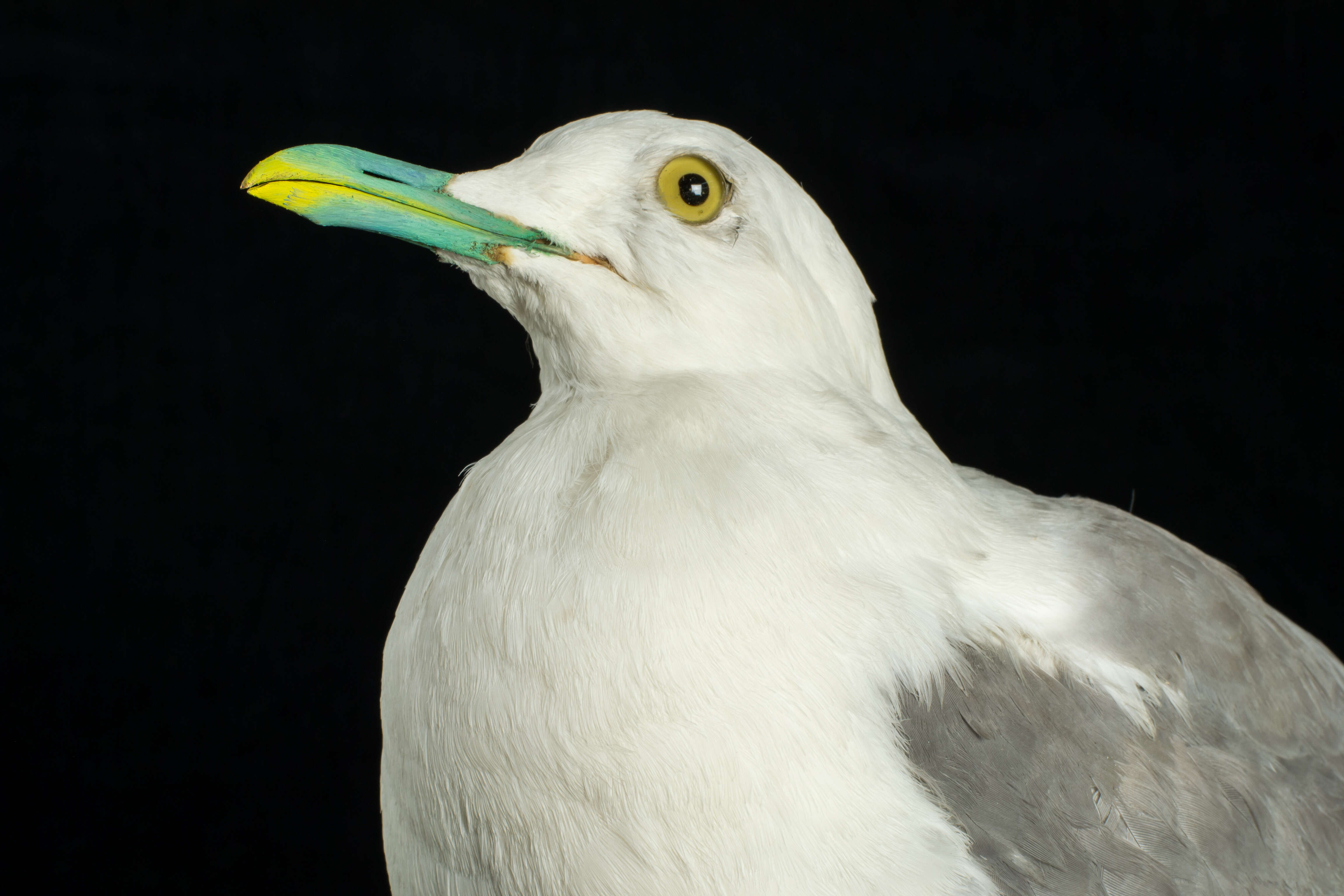 Imagem de Larus canus Linnaeus 1758