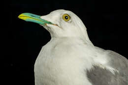 Imagem de Larus canus Linnaeus 1758