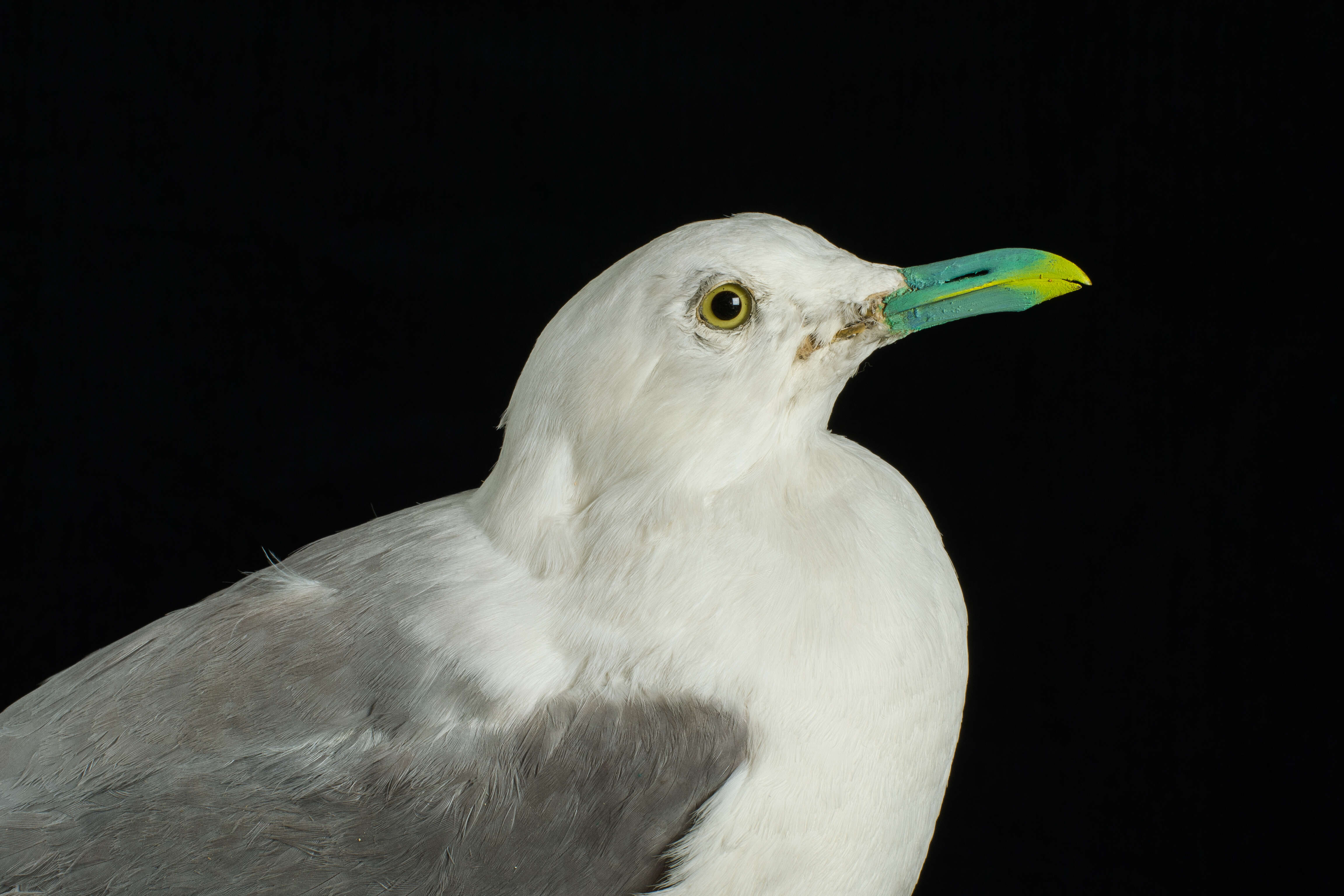 Imagem de Larus canus Linnaeus 1758