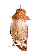 Image of Calypte Gould 1856