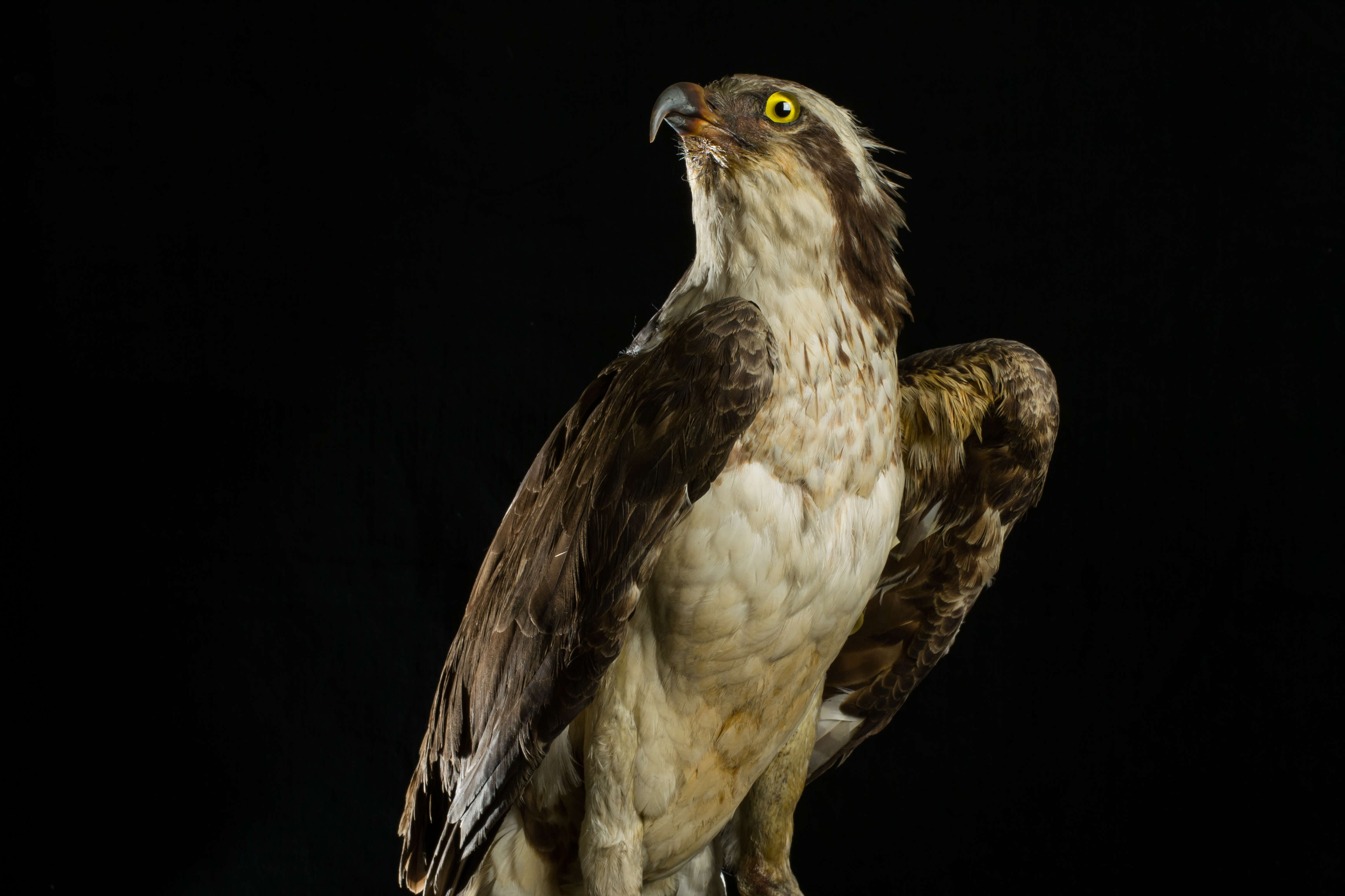 Image of ospreys