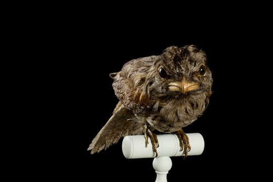 Image of Tawny Frogmouth