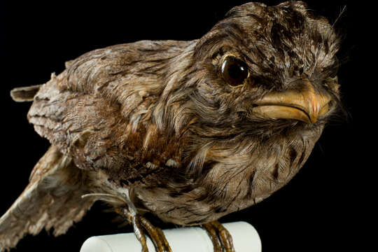 Image of Tawny Frogmouth