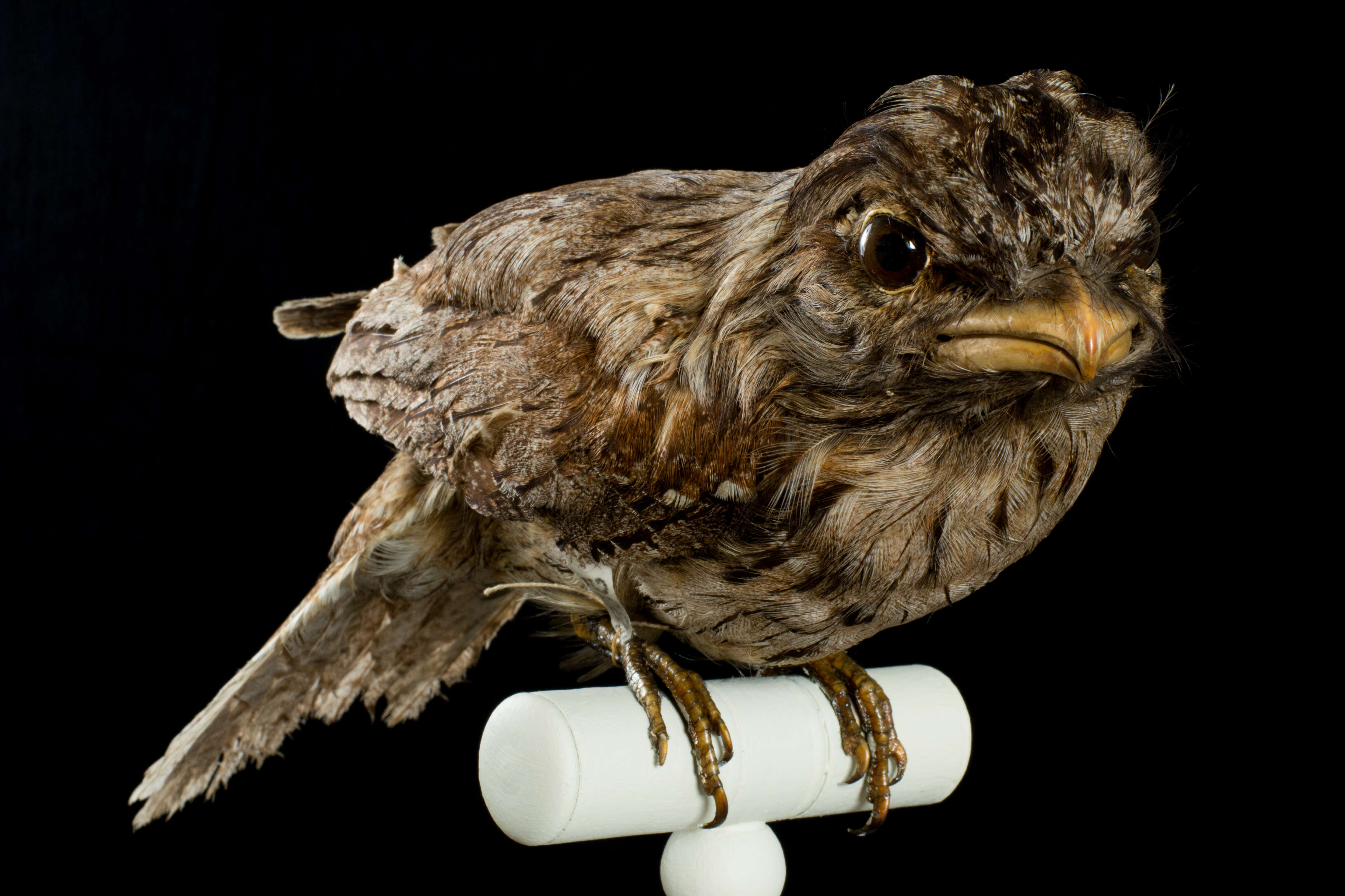 Image of Tawny Frogmouth