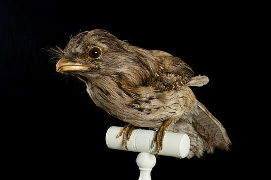 Image of Tawny Frogmouth