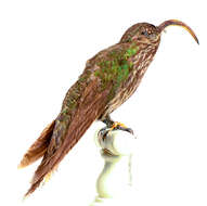 Image of White-tipped Sicklebill