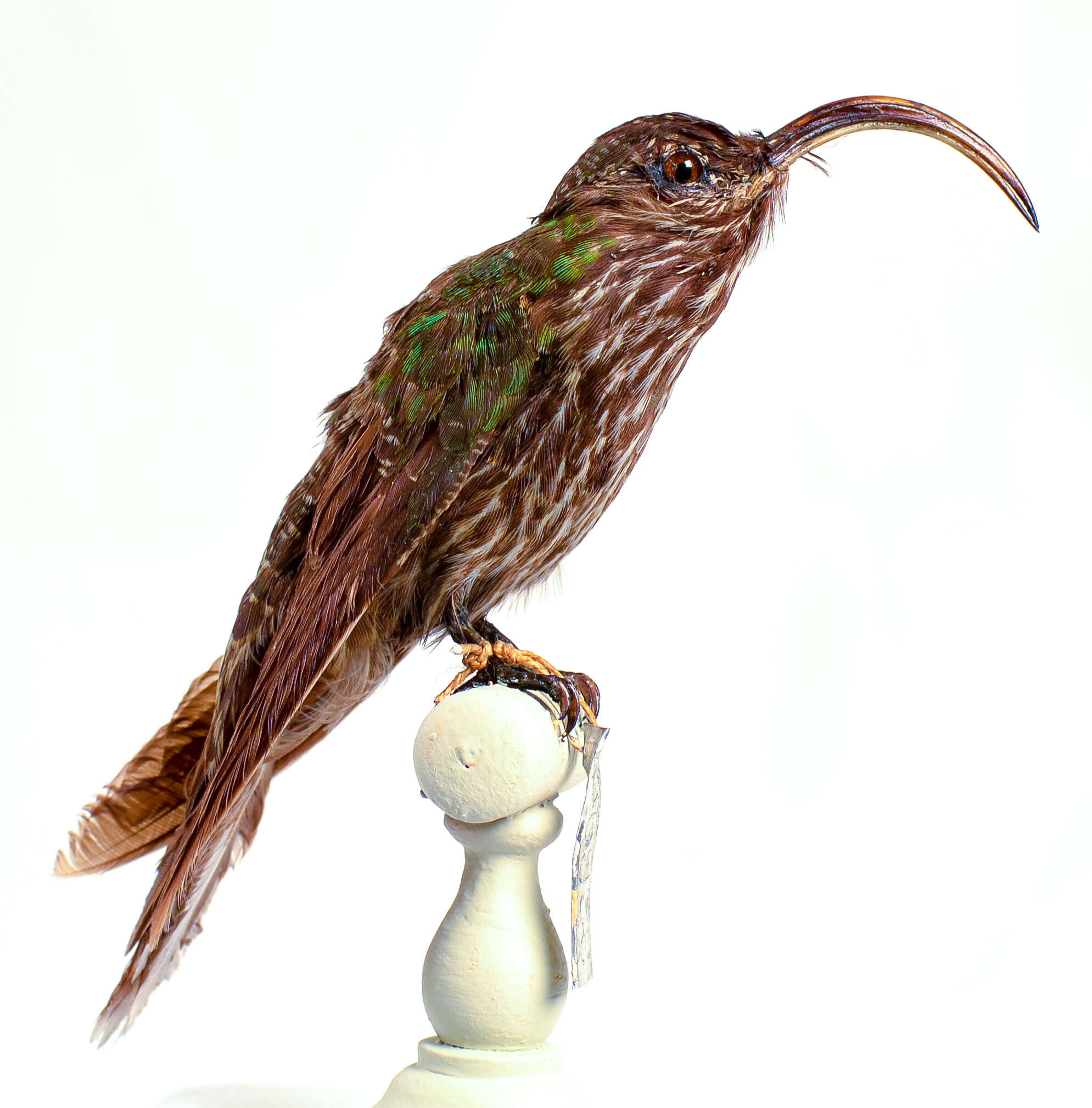 Image of White-tipped Sicklebill