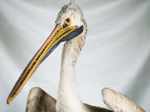 Image of Grey Pelican