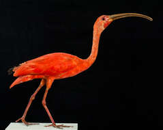 Image of Scarlet Ibis