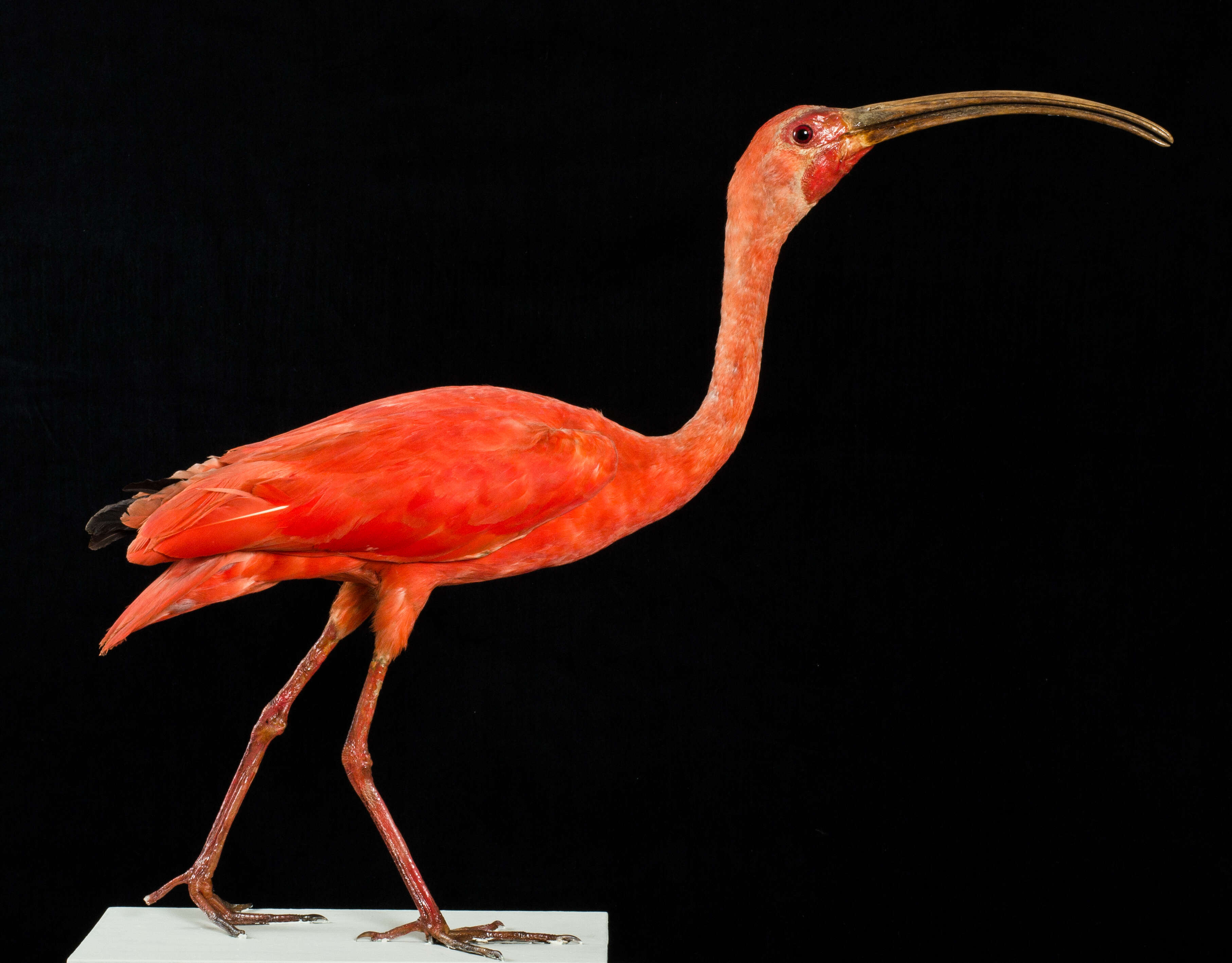 Image of Scarlet Ibis