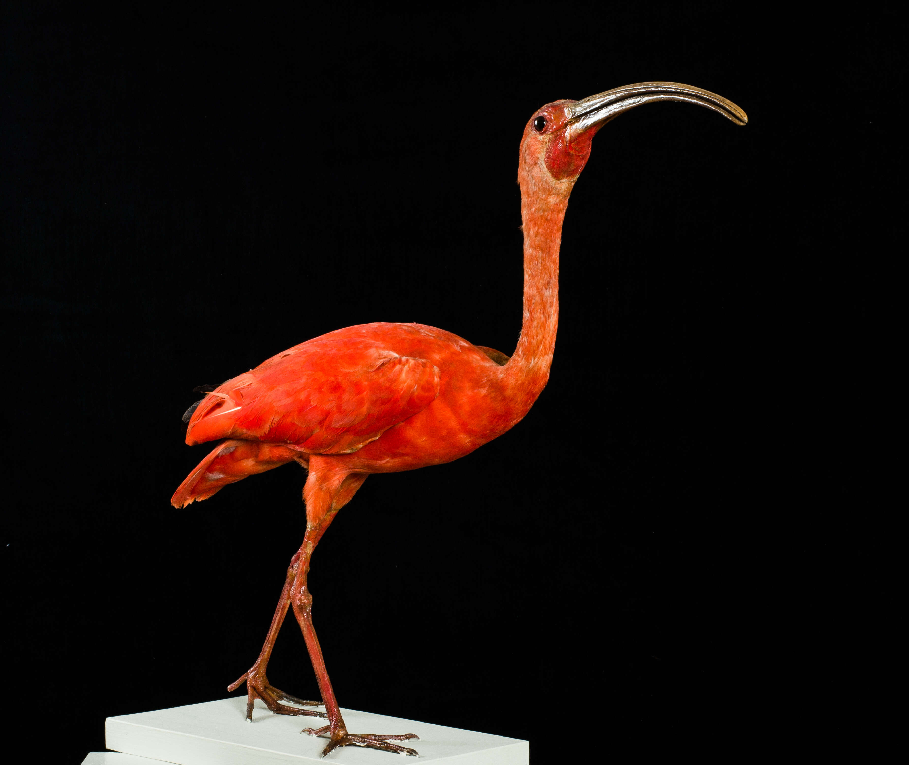 Image of Scarlet Ibis