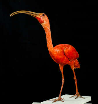 Image of Scarlet Ibis