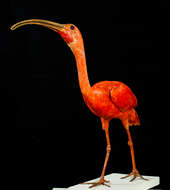 Image of Scarlet Ibis