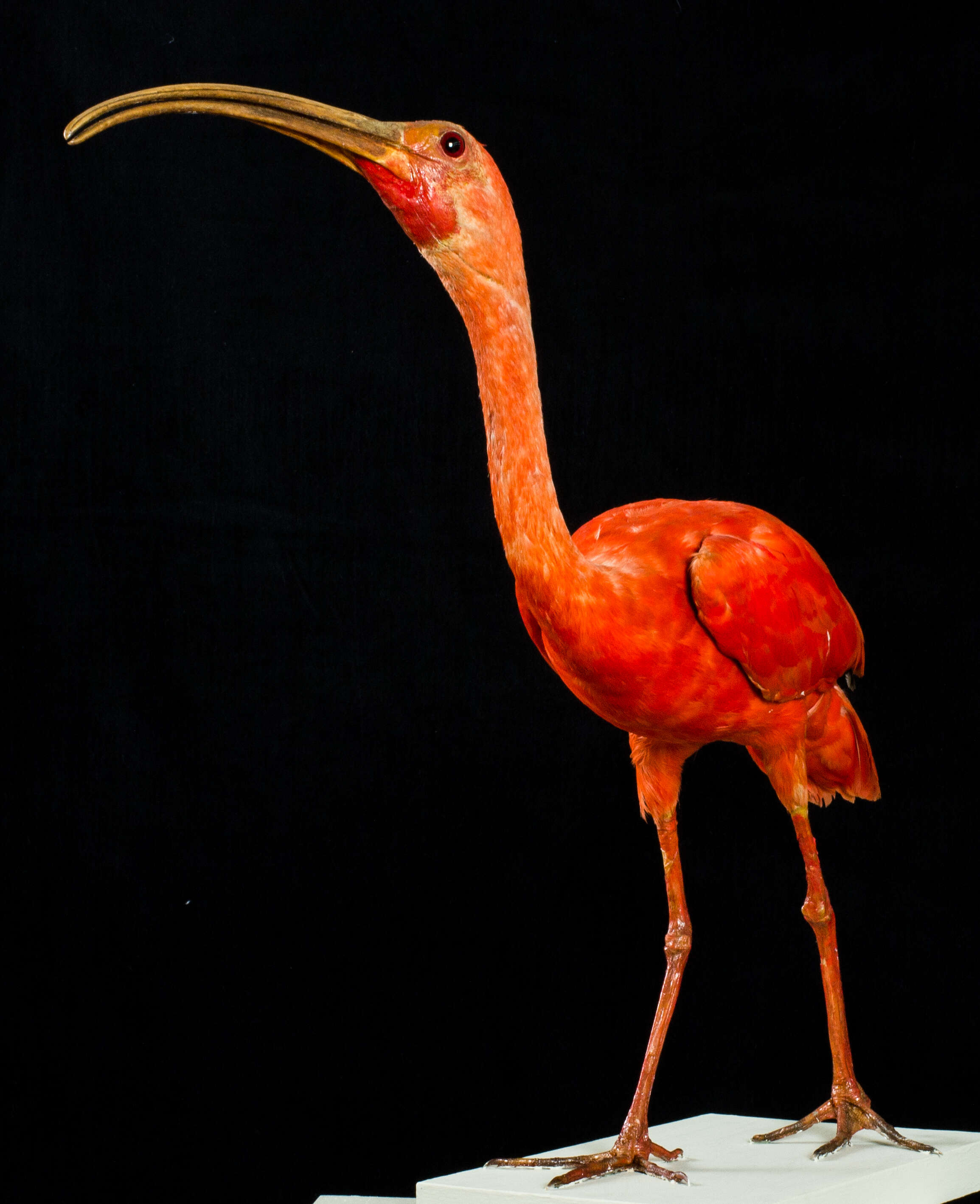 Image of Scarlet Ibis