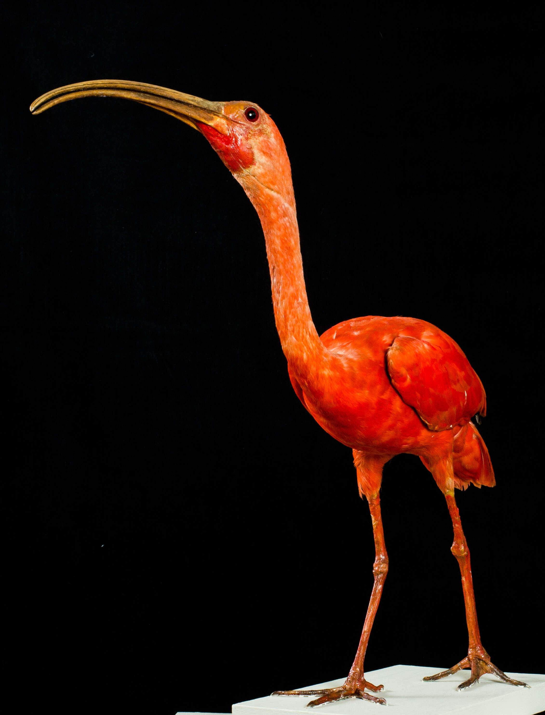 Image of Scarlet Ibis